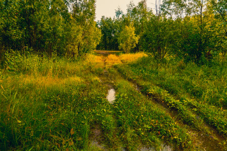 Path in the deciduous forest in autumnの写真素材