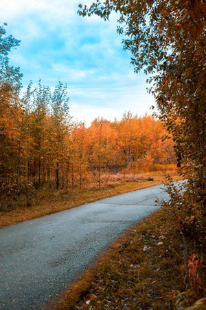 Deciduous autumn forest grows along an asphalt road for Nordic walking and jogging