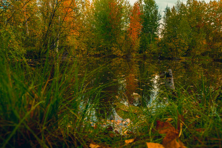 Forest swampy river with banks overgrown with a small forest of deciduous and coniferous spe-cies in an early autumn dayの写真素材