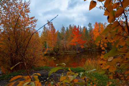 Colorful autumn landscape in September near a small forest lake surrounded by a leafy forest with...