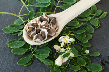 Organic moringa seeds - Moringa oleiferaの写真素材