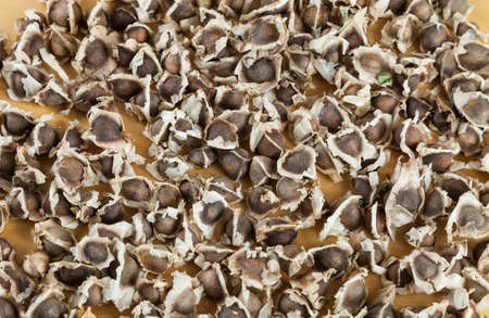 Organic moringa seeds - Moringa oleiferaの写真素材