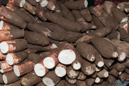Cassava raw tuber - Manihot esculenta.