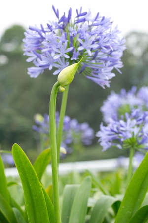 Blue agapanthus flower - (Agapanthus umbellatus)