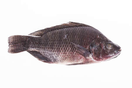 Fish, Platy mojarra, Nilotic tilapia, Chitralada tilapia on white background.の写真素材