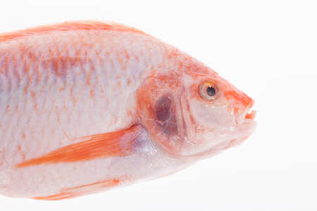 fish, red mojarra or red tilapia on white background.