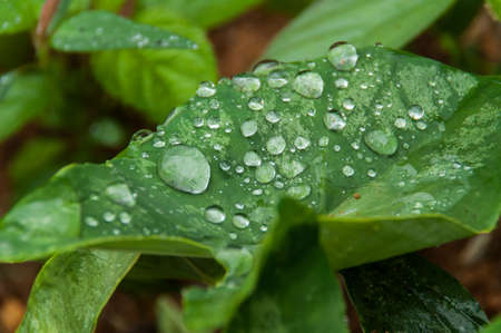 Plant Leaf with water drops.