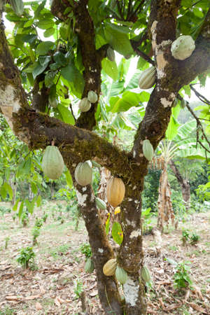 Theobroma-cocoa; Natural harvest, cocoa plant with hanging fruits.の写真素材