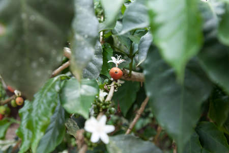 Flowered coffee plant with many coffee beans.の写真素材