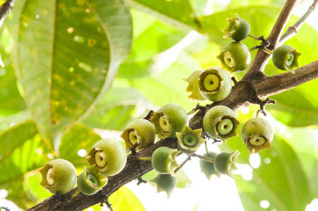 Wild tree bellucia axinanthera.の写真素材