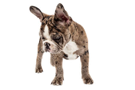 Tender mascot - french bulldog merle baby, photo on white background.の写真素材
