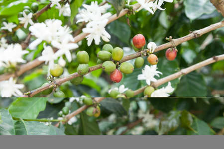 Flowered coffee plant with many coffee beans.の写真素材