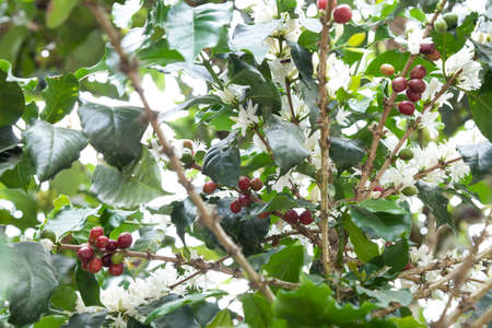 Flowered coffee plant with many coffee beans.の写真素材