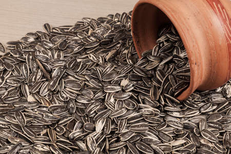 Sunflower Seeds - Helianthus Annuus.