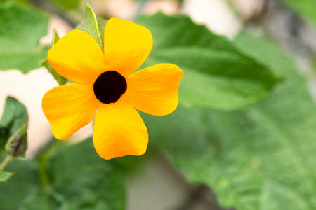 Beautiful Flower Known As Poet's Eyes Or Black-Eyed Susana, Thunbergia Alata.の写真素材