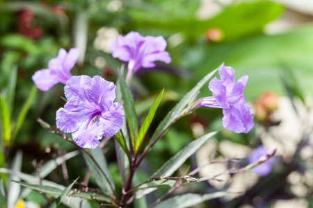 A beautiful wild plant with blue flowers.の写真素材