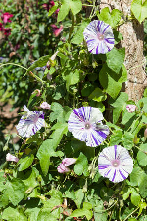 Beautiful wild flowers in a natural environment.