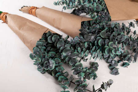 Eucalyptus - Eucalyptus Leaves Plant With Many Medicinal Propertiesの写真素材