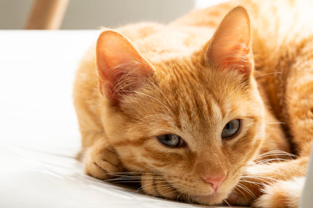 Felis Catus - Pet Beautiful Orange Cat Puppy