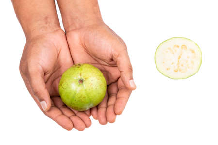 Psidium Guajava - Tasty And Healthy Fruit Guava Apple; In Male Hand On White Backgroundの写真素材
