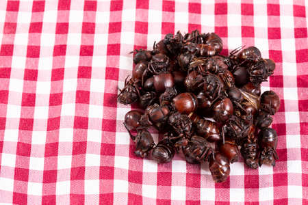 The tradition of the Santander culonas ants - Colombian gastronomyの写真素材