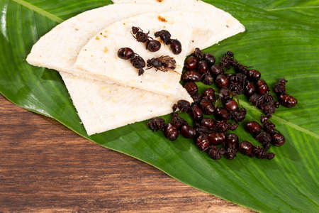 Ants culonas Typical Gastronomy of Santander Colombia; Photo On Wood Backgroundの写真素材