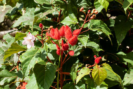 Bixa Orellana - Annatto Bush Loaded And Ready For Harvestの写真素材