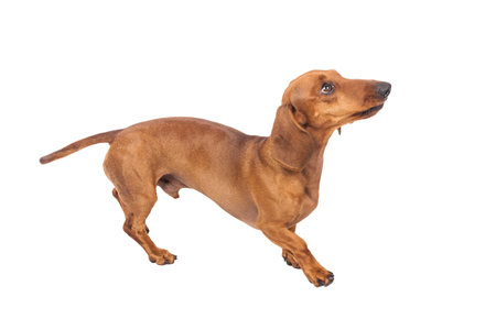 Dachshund Dog Golden In Color Isolated Over White Background.の写真素材