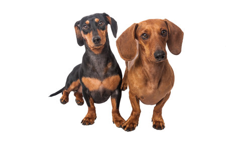 Two Dachshunds Dogs Of Different Color On White Background.の写真素材
