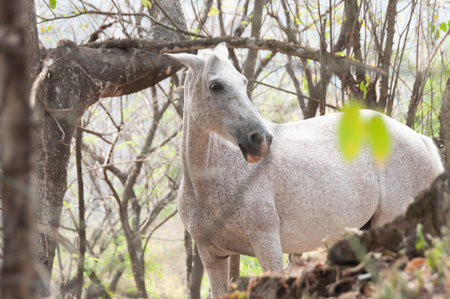 A Beautiful Greyish White Mare Free In The Fieldの写真素材