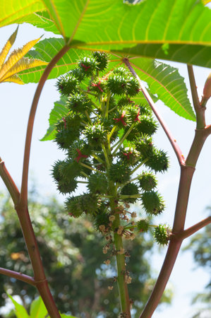 Plant Seeds And Green Leaves Of Ricinus Communis For The Production Of Industrial Oilの写真素材