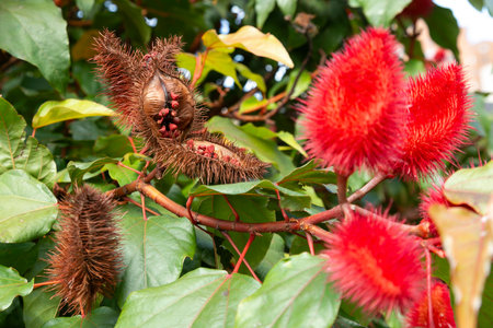 Bixa Orellana - Annatto Bush Loaded And Ready For Harvest