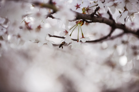 A bee flies between cherry flowersの写真素材