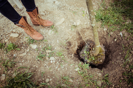 People plant trees in the ground