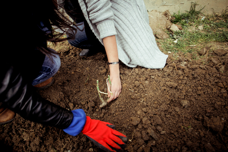 People plant trees in the groundの写真素材
