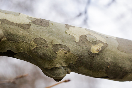 Detail of a treeâ€™s bark