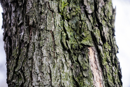 Detail of a treeâs barkの写真素材
