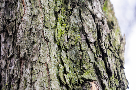 Detail of a treeâs barkの写真素材
