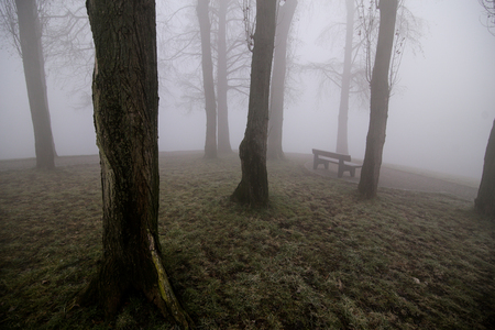 Heavy fog at dawn in a parkの写真素材