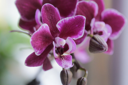 Close up of a purple orchidの写真素材