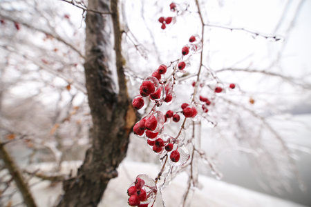 Details with frozen vegetation after a freezing rain weather phenomenonの写真素材