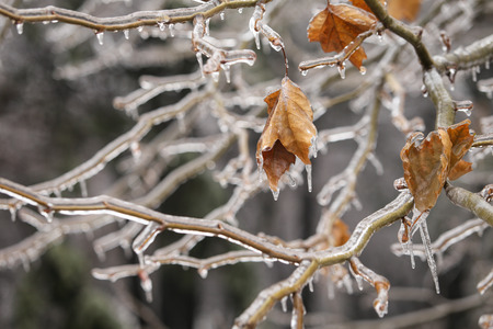 Details with frozen vegetation after a freezing rain weather phenomenon