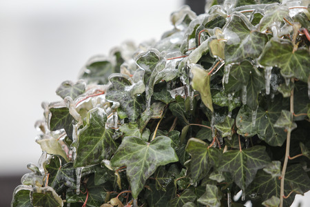 Details with frozen vegetation after a freezing rain weather phenomenon