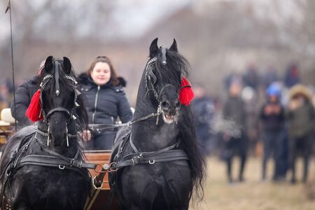 Pietrosani, Romania - January 6, 2019: Two black beautiful adorned horses pull a cart.のeditorial素材