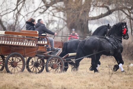 Pietrosani, Romania - January 6, 2019: Two black beautiful adorned horses pull a cart.のeditorial素材