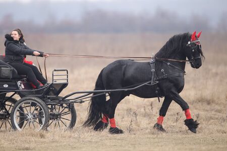 Pietrosani, Romania - January 6, 2019: Two black beautiful adorned horses pull a cart.