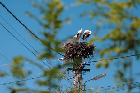 Family of storks living on a nest they made on top of an electricity pole in a rural area of...