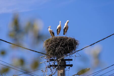 Family of storks living on a nest they made on top of an electricity pole in a rural area of...