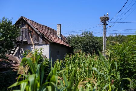 Family of storks living on a nest they made on top of an electricity pole in a rural area of Romania. Wild animals living between humans.の写真素材