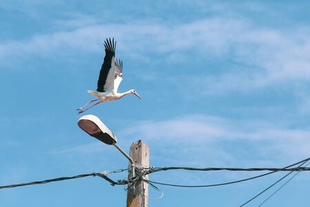 Stork taking off of an electricity pole in a rural area of Romania. Wild animals living between...